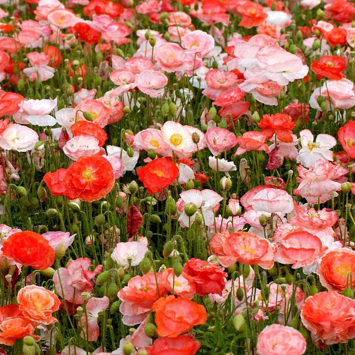 Vibrant red, pink, and white poppies blooming in a lush field. Beautiful spring flower garden.