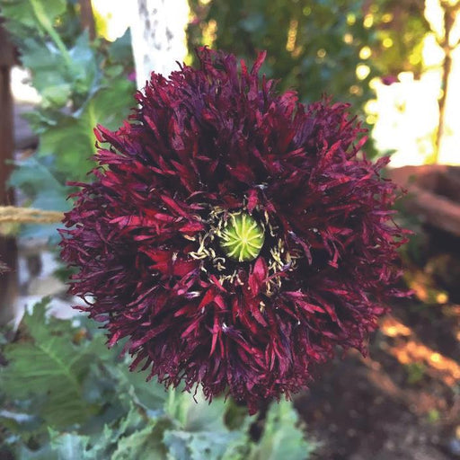Dark red 'Black Peony' poppy flower, ruffled and fringed, with a bright chartreuse center. Garden bloom.