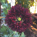Dark red 'Black Peony' poppy flower, ruffled and fringed, with a bright chartreuse center. Garden bloom.