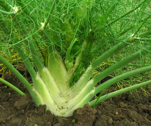 Fennel plant with white bulb, green stems, and feathery leaves growing in dark garden soil. Fresh vegetable.