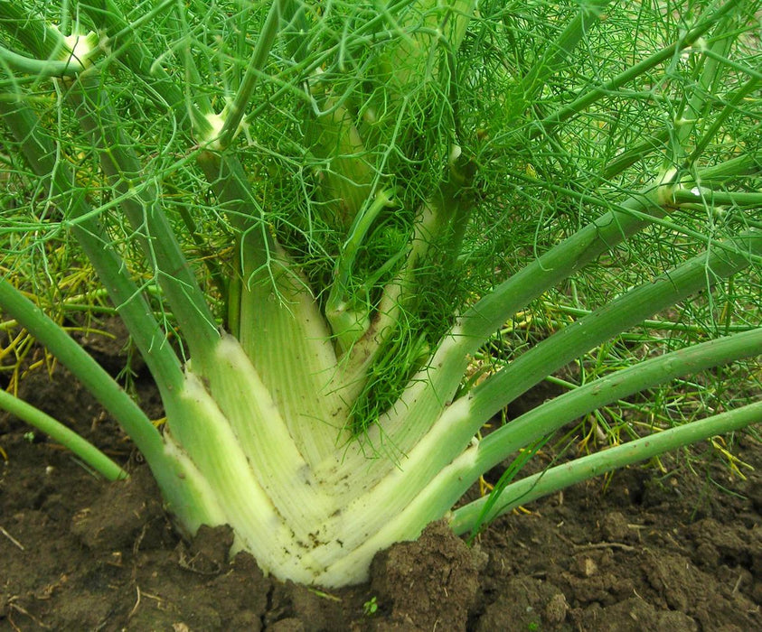 Fennel plant with white bulb, green stems, and feathery leaves growing in dark garden soil. Fresh vegetable.