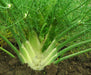 Fennel plant with white bulb, green stems, and feathery leaves growing in dark garden soil. Fresh vegetable.