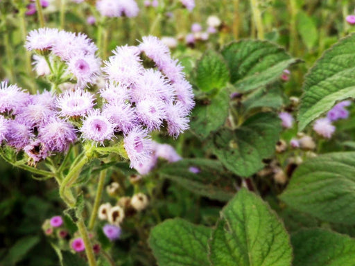Clusters of fluffy lavender Ageratum floss flowers with green leaves in a garden.
