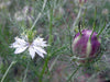 White Nigella (Love-in-a-mist) flower with green center & distinctive purple-striped seed pod on feathery foliage.