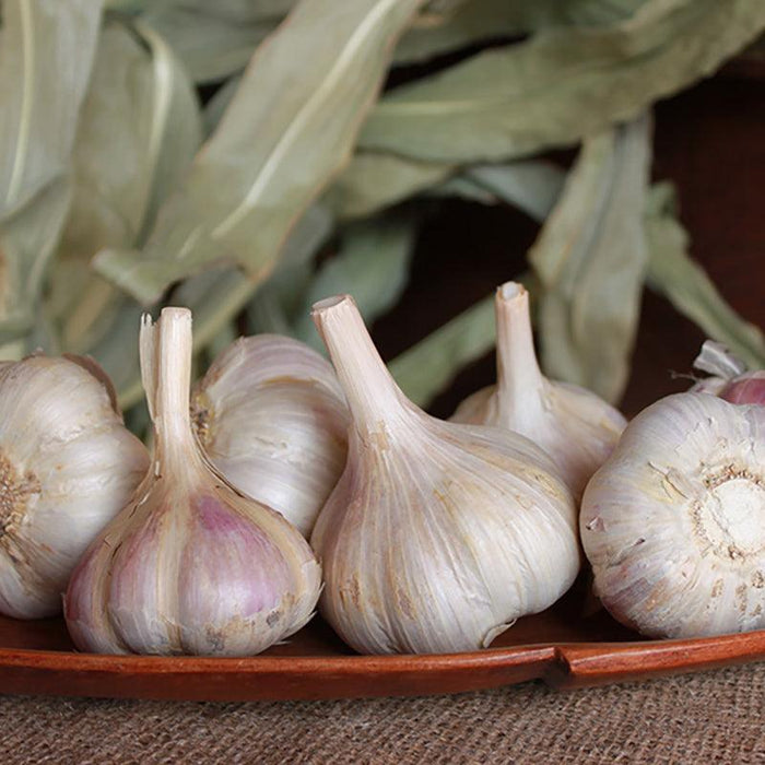 Organic German Extra Hardy Garlic (lb)