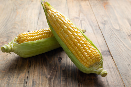 Two fresh yellow corn cobs with green husks on rustic wood. Sweet corn harvest, organic vegetable.