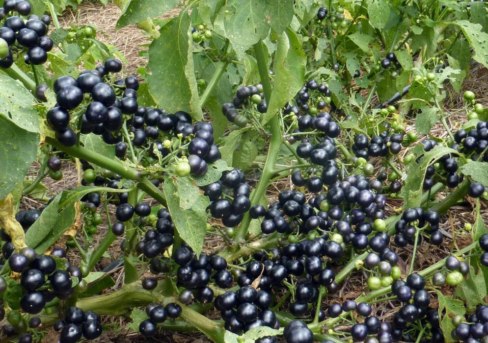 Densely clustered ripe black nightshade berries, dark purple and green, on a leafy plant.