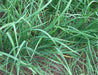 Green garlic or onion plants growing in dark soil.