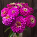 Vibrant magenta zinnia bouquet with yellow centers. Fresh cut fuchsia flowers for garden decor.