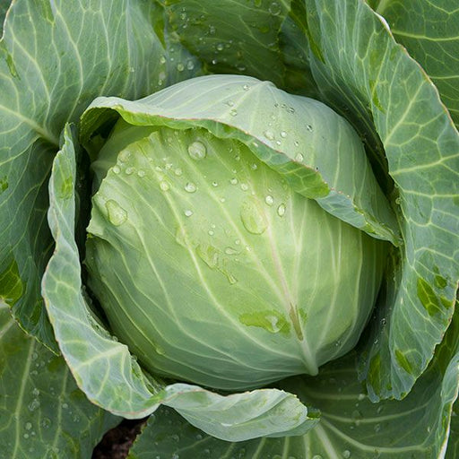 Lush green cabbage head with glistening water droplets, growing in a healthy garden.