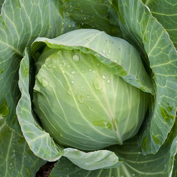 Lush green cabbage head with glistening water droplets, growing in a healthy garden.