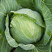 Lush green cabbage head with glistening water droplets, growing in a healthy garden.