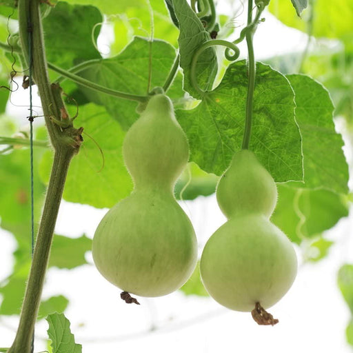 Two light green bottle gourds (calabash) hanging from a lush vine with green leaves.