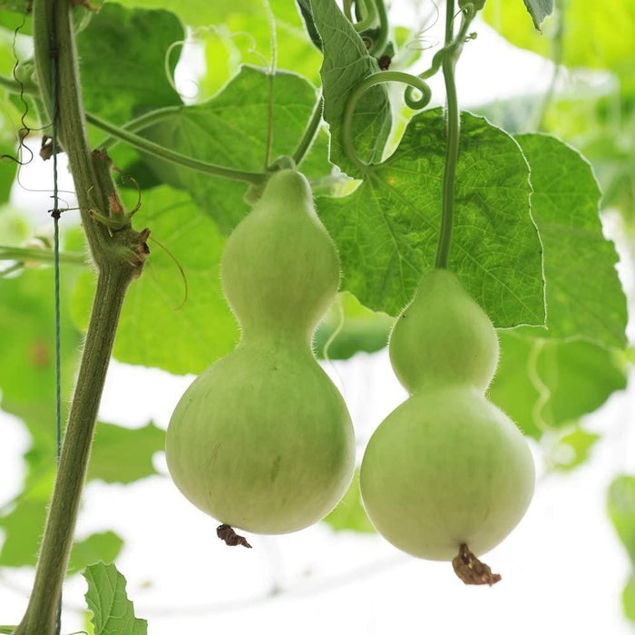 Two light green bottle gourds (calabash) hanging from a lush vine with green leaves.