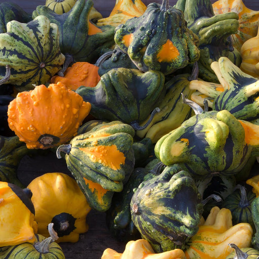 Pile of diverse ornamental gourds: green, orange, yellow, warty, striped, and uniquely shaped for fall harvest.