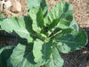 Lush green collard greens or cabbage plant in a mulched garden bed with drip irrigation.