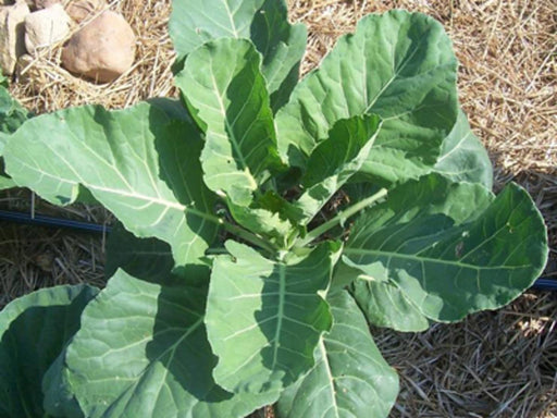 Lush green collard greens or cabbage plant in a mulched garden bed with drip irrigation.
