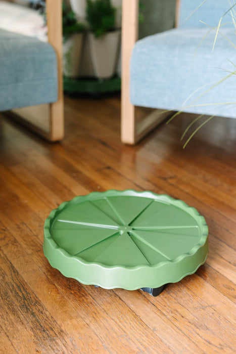 Green rolling plant caddy with a scalloped edge on a hardwood floor, ideal for moving heavy indoor potted plants.