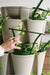 Hand tending fresh pea shoots in a multi-tiered vertical garden system with green plant supports. Home indoor gardening.