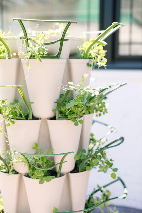 Green pea shoots growing in a stacked vertical garden system with white planters, ideal for urban gardening.