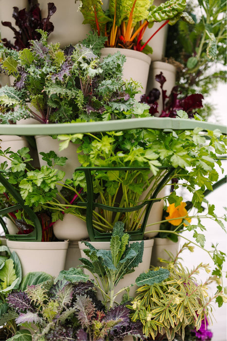 Lush vertical garden with healthy kale, Swiss chard, parsley, and diverse leafy greens for fresh, sustainable produce.