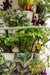 Lush vertical garden with healthy kale, Swiss chard, parsley, and diverse leafy greens for fresh, sustainable produce.