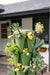Green stackable vertical garden with lush herbs, kale, and yellow flowers growing outdoors.