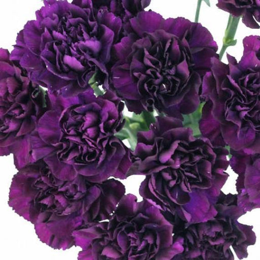 Deep purple carnation bouquet with ruffled petals, a striking floral arrangement.