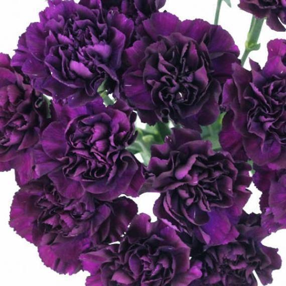 Deep purple carnation bouquet with ruffled petals, a striking floral arrangement.