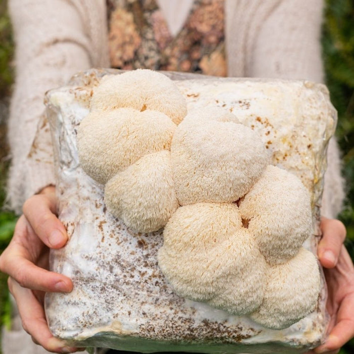 3 Pack - Premium Lion's Mane, Pink, and Blue Oyster Mushroom Fruiting Block Grow Kits - 15 LBS