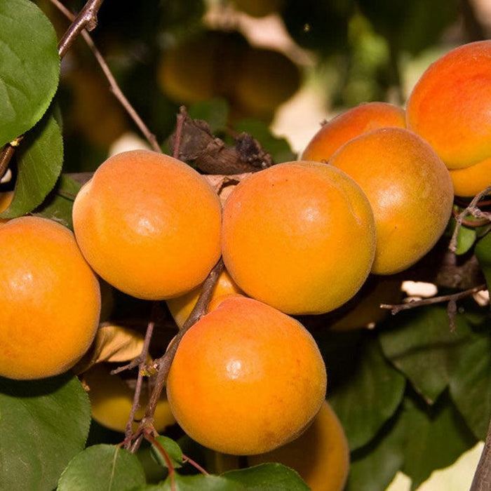 Vibrant orange apricots ripening on a leafy tree branch. Fresh, sweet fruit harvest.