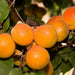 Vibrant orange apricots ripening on a leafy tree branch. Fresh, sweet fruit harvest.