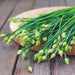 Fresh green garlic chive flower buds on wooden cutting board. Edible herbs, healthy cooking ingredient.