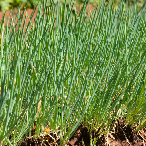 Fresh green onions growing in neat rows in rich garden soil.