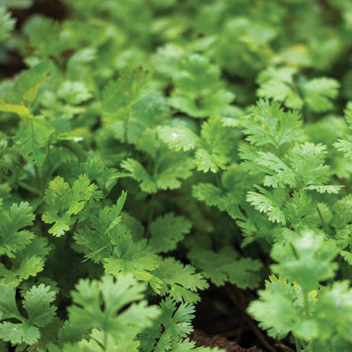 Dense bed of fresh green cilantro plants. Healthy, vibrant coriander herbs growing in soil.