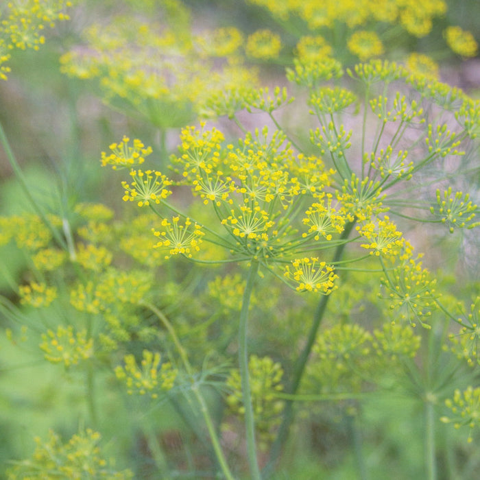 Vibrant yellow dill flowers blooming in a lush green herb garden. Perfect for fresh culinary use.