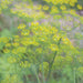 Vibrant yellow dill flowers blooming in a lush green herb garden. Perfect for fresh culinary use.