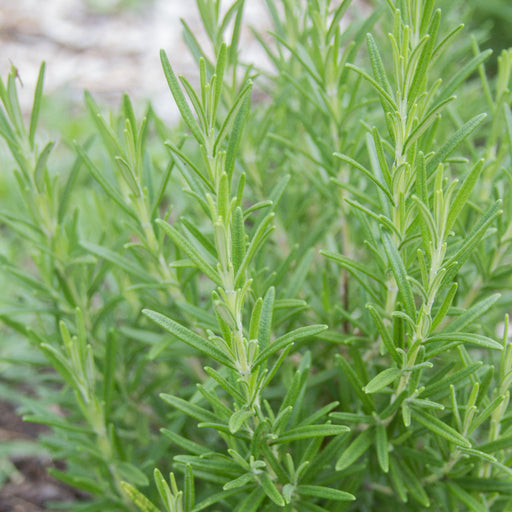 Vibrant green rosemary plant, close-up of fresh, aromatic needle-like leaves.