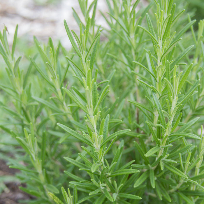 Vibrant green rosemary plant, close-up of fresh, aromatic needle-like leaves.