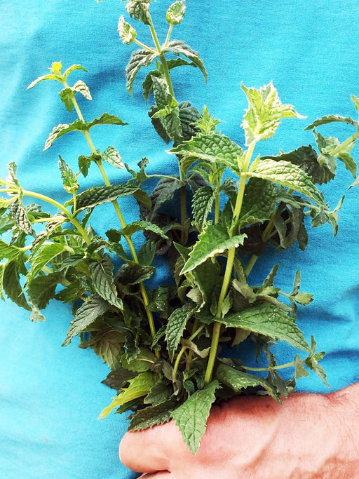 Man's hand holding a fresh bunch of vibrant green mint. Aromatic culinary herb harvest.