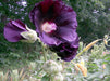Dark purple hibiscus flower with water droplets, an open bloom, a developing bud, and lush green garden foliage.