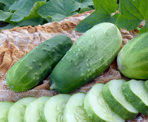 Fresh green cucumbers, whole and sliced, on a textured brown cloth with lush cucumber plant leaves.