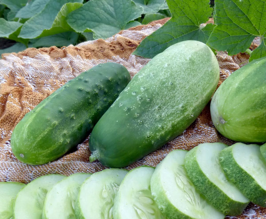 Fresh green cucumbers, whole and sliced, on a textured brown cloth with lush cucumber plant leaves.