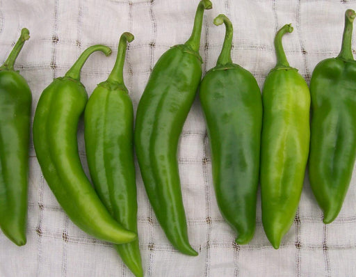 Seven fresh green chili peppers on a textured white cloth. Perfect for cooking, recipes, or gardening.