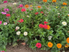 Vibrant Zinnia flower garden with pink, red, orange, yellow, and white blossoms.
