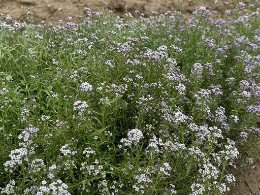 Sweet alyssum flowers blooming, a mix of white and light purple groundcover in a garden bed.