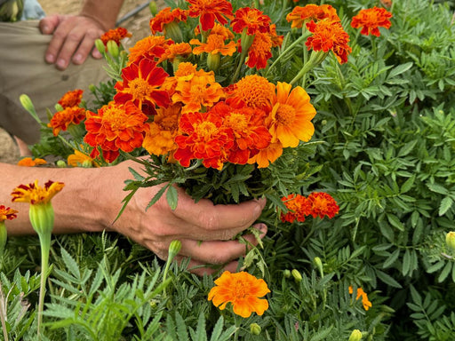 Hands hold a flower pot of vibrant orange and yellow marigold flowers for planting in a garden.