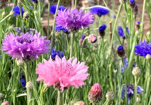 Purple, pink, and blue cornflowers blooming in a lush garden. Vibrant nature, wildflower beauty.