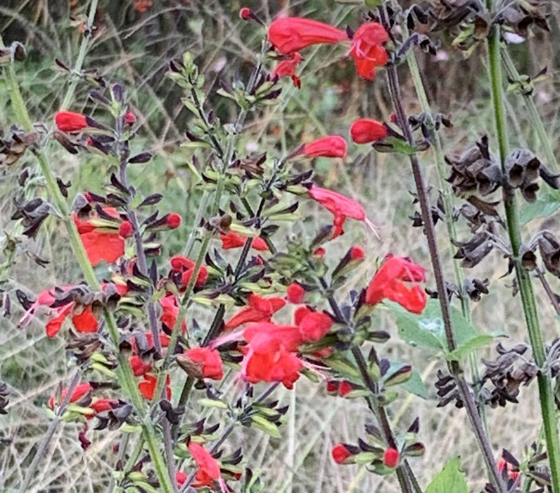Vibrant red tubular salvia flowers attract hummingbirds, with dark calyxes and green stems.
