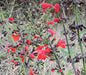 Vibrant red tubular salvia flowers attract hummingbirds, with dark calyxes and green stems.